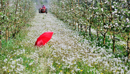 farmer on a tractor spraying pesticide. red umbrella in an blossoming apple orchard in april,image of aの写真素材
