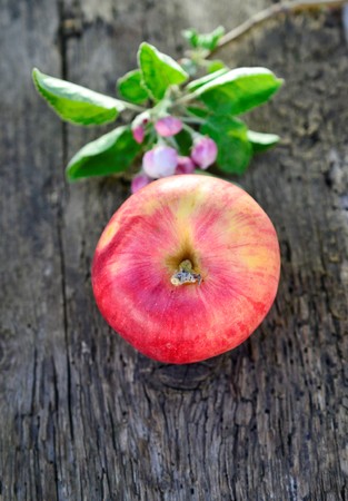 apple flowers and red ripe appleの写真素材