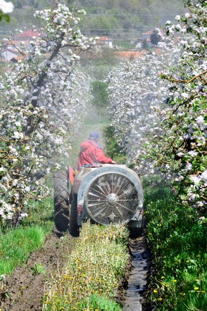 apple blossoms in an orchard in april,image of aの写真素材