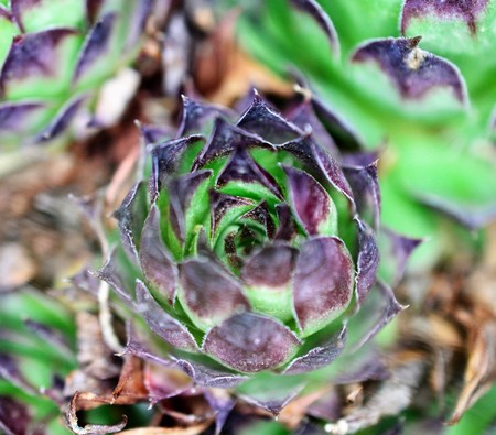 house leek, succulent plant, semper vivumの写真素材