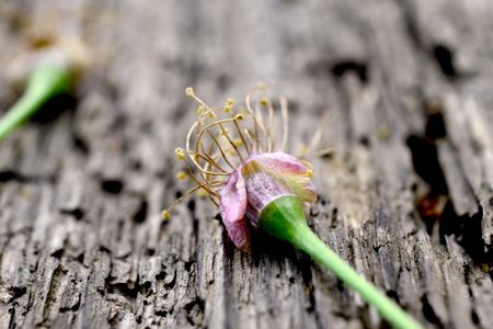 sour cherry pistils and petals, macro imageの写真素材