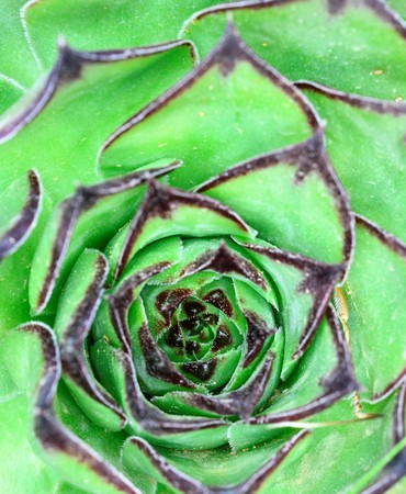 house leek, succulent plant, semper vivumの写真素材