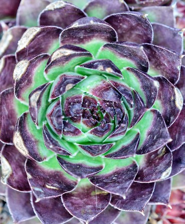 house leek, succulent plant, semper vivum close upの写真素材