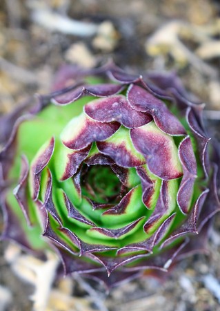 house leek, succulent plant, semper vivumの写真素材