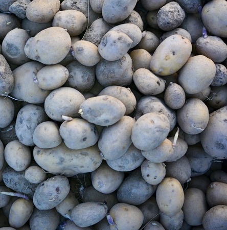 Compost Pile of Rotting Potatoes, close up with detailsの写真素材