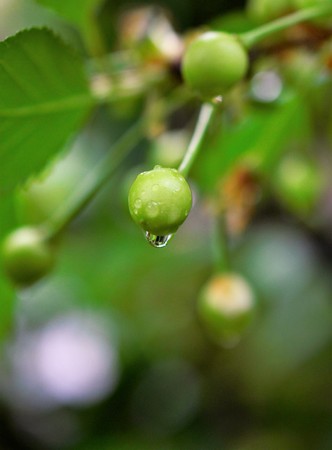 Branch of a cherry tree with drops of rain .の写真素材