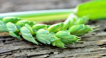 green wheat ears on wood background,image of aの写真素材