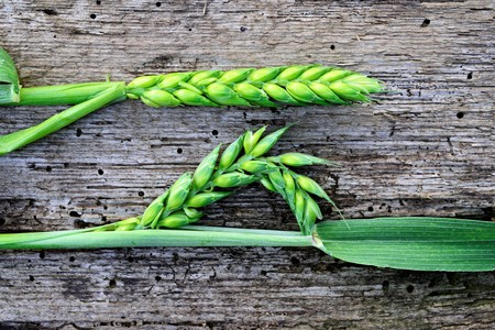 green wheat ears on wood background,image of aの写真素材
