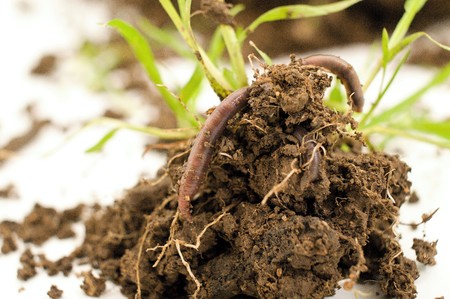 studio shot of an earthworm,image of a