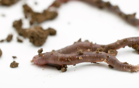 studio shot of an earthwormの写真素材