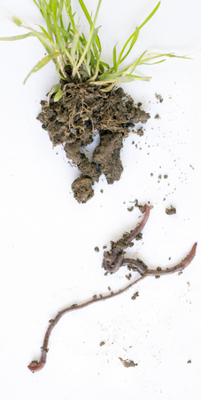 studio shot of an earthwormの写真素材