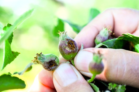 young ripening apple fruit damaged by heavy hail.climate change conceptの写真素材