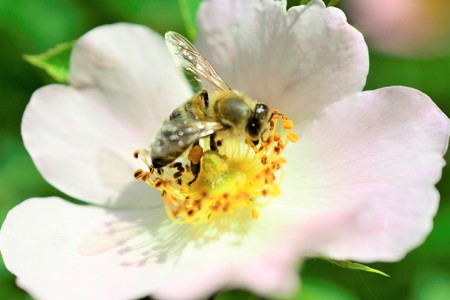 bee collecting pollen on a wild plant flower,close upの写真素材