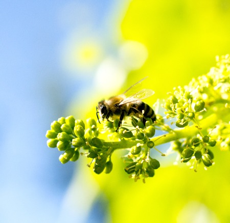 honey bee on a ripening grape fruitsの写真素材