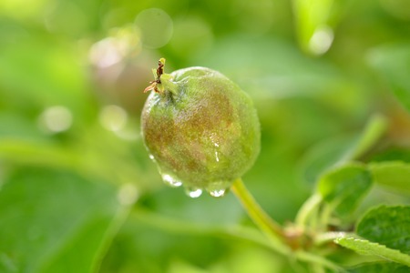 raindrops on a ripening apple fruitsの写真素材