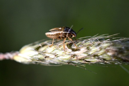 image of an insect on a straw,close up