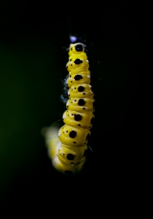 caterpillar levitate on a dark background, shallow dof imageの写真素材