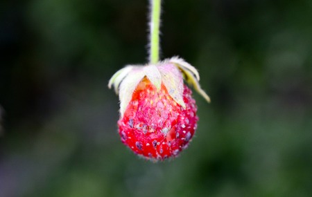 organic raw strawberry close up in nature,shallow dofの写真素材
