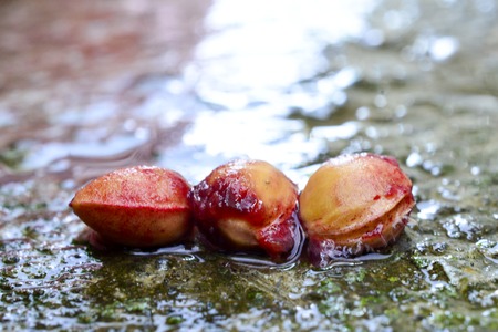 pits pof a red ripe raw cherry ,image of aの写真素材