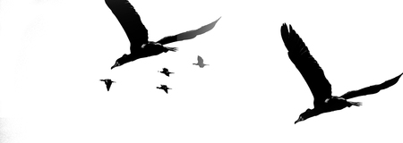 cormorants birds fly , monochrome image , freedom conceptの写真素材