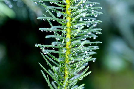 raindrops on pine needles, close up image, shallow dof,