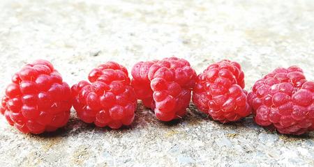 just harvested fresh raspberries, image of a