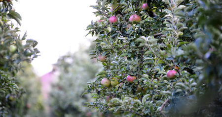 ripe apples ready for harvesting, image of