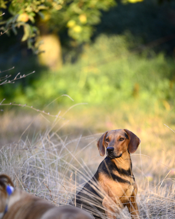 image of a stray dog in natureの写真素材