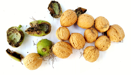 organic homegrown walnuts and husks on white background,image of a
