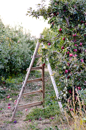 ladder on an apple trees ready for harvesting, shallow dof,imageの写真素材