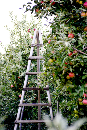 ladder on an apple trees ready for harvesting, shallow dof,imageの写真素材