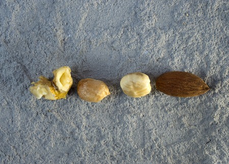 various nuts on a conctere gray backgroundの写真素材