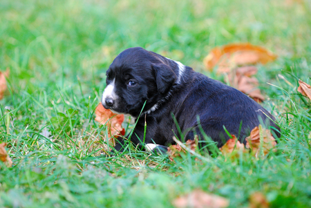 three weeks mixed breed puppy on a grass in autumn, imageの写真素材