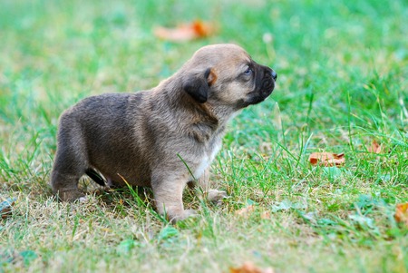 three weeks mixed breed puppy on a grass in autumn, imageの写真素材