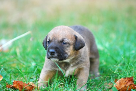 three weeks mixed breed puppy on a grass in autumn, imageの写真素材