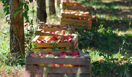 ripe apples in a wood crates, shallow dof image