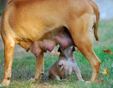 amstaff mother dog breast feeding his puppy,image of aの写真素材