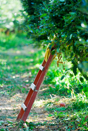 ladder in an apple orchard ready for harvesting,image of aの写真素材