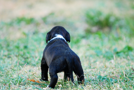 cute mixed breed puppy on a grassの写真素材