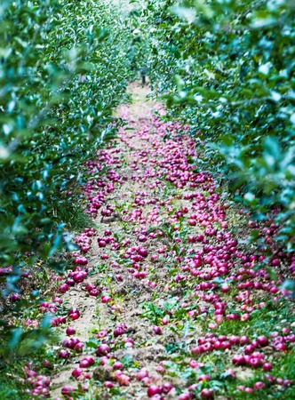 ripe fallen apples on a ground of an apple orchard