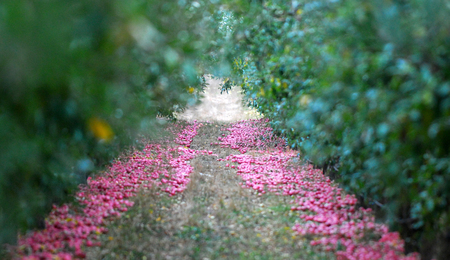 ripe fallen apples on a ground of an apple orchardの写真素材