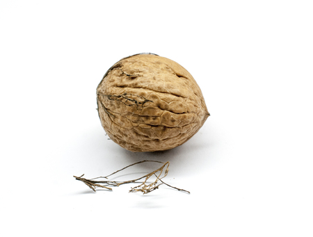 organic walnut on a white background,close upの写真素材