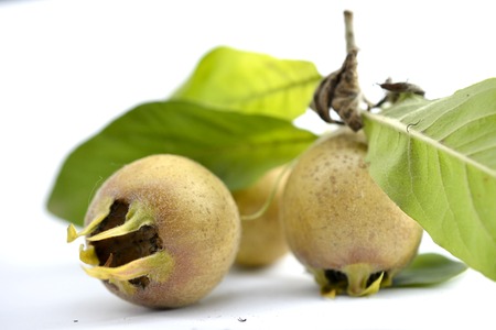 common medlar or mespilus germanica studio shot