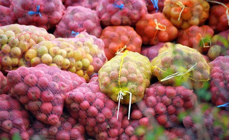 Ripe apples being collected ready for industrial production facilityの写真素材