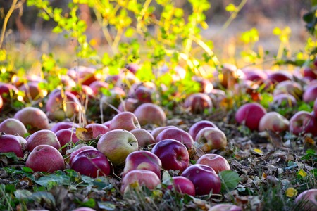 fallen ripe apples in an orchardの写真素材