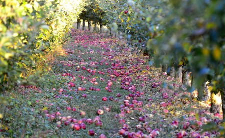 fallen ripe apples in an orchardの写真素材