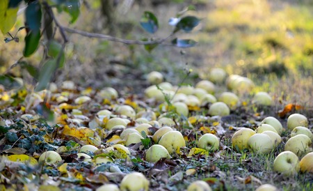 fallen ripe apples in an orchardの写真素材