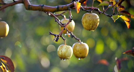 ripe apples on the hree after morning rain, image