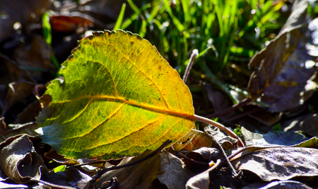 fallen autumn leaf on a grass, morning shot image