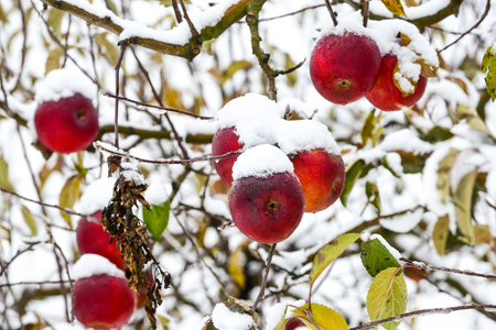 overripe apples covered with snow, image of aの写真素材